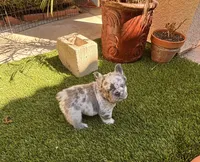 Samantha, a female French Bulldog for sale in Fontana, CA – 8 of 8