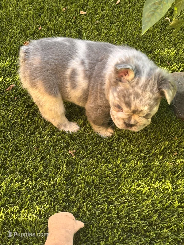Noah (FLUFFY) ⚜️ – French Bulldog puppy for sale in Fontana, CA