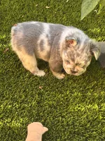 Noah (FLUFFY) ⚜️, a male French Bulldog for sale in Fontana, CA – 1 of 5