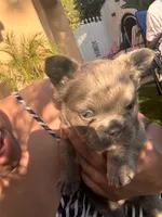 Nathaniel (FLUFFY)⚜️, a male French Bulldog for sale in Fontana, CA – 6 of 6