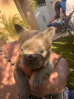 Nehemiah (FLUFFY) ⚜️, a male French Bulldog for sale in Fontana, CA – 7 of 7