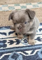 Steve, a male French Bulldog for sale in Fontana, CA – 7 of 10