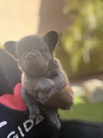 Sabrina, a female French Bulldog for sale in Fontana, CA – 8 of 9