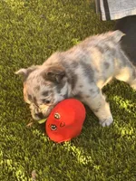 Naomi (Fluffy)⚜️, a female French Bulldog for sale in Fontana, CA – 5 of 7