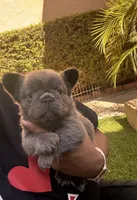 Sabrina, a female French Bulldog for sale in Fontana, CA – 5 of 9