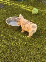 Neavah, a female French Bulldog for sale in Fontana, CA – 6 of 6