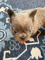 Sabrina, a female French Bulldog for sale in Fontana, CA – 9 of 9