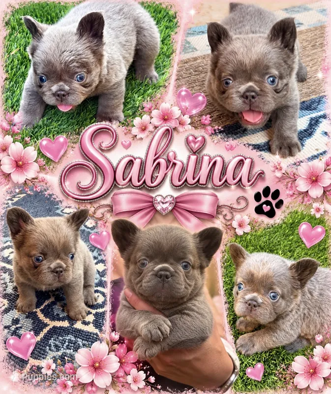 Sabrina – French Bulldog puppy for sale in Fontana, CA