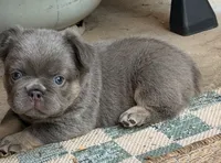 Steve, a male French Bulldog for sale in Fontana, CA – 2 of 10