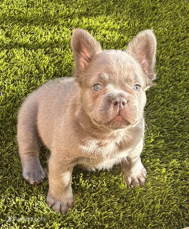 Nehemiah (FLUFFY) ⚜️ – French Bulldog puppy for sale in Fontana, CA