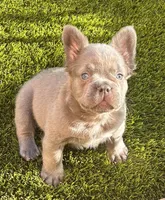 Nehemiah (FLUFFY) ⚜️, a male French Bulldog for sale in Fontana, CA – 1 of 10