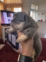 Josiah 🔥, a male French Bulldog for sale in Fontana, CA – Photo 6 of 9