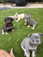 Josiah 🔥, a male French Bulldog for sale in Fontana, CA – Photo 9 of 9