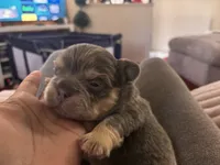 Josiah 🔥, a male French Bulldog for sale in Fontana, CA – Photo 5 of 9