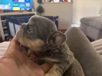 Josiah 🔥, a male French Bulldog for sale in Fontana, CA – Photo 8 of 9