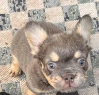 Josiah 🔥, a male French Bulldog for sale in Fontana, CA – Photo 4 of 9