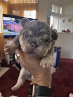 Josiah 🔥, a male French Bulldog for sale in Fontana, CA – Photo 7 of 9