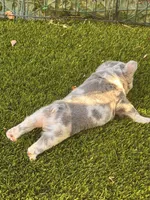 Noah (FLUFFY) ⚜️, a male French Bulldog for sale in Fontana, CA – 3 of 5