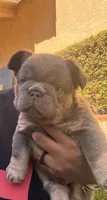 Steve, a male French Bulldog for sale in Fontana, CA – 4 of 10