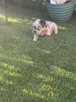 Naomi (Fluffy)⚜️, a female French Bulldog for sale in Fontana, CA – 6 of 7