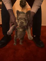 Nehemiah (FLUFFY) ⚜️, a male French Bulldog for sale in Fontana, CA – 3 of 10