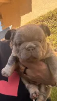 Steve, a male French Bulldog for sale in Fontana, CA – 6 of 10