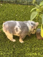 Noah (FLUFFY) ⚜️, a male French Bulldog for sale in Fontana, CA – 5 of 5