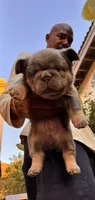 Steve, a male French Bulldog for sale in Fontana, CA – 9 of 10