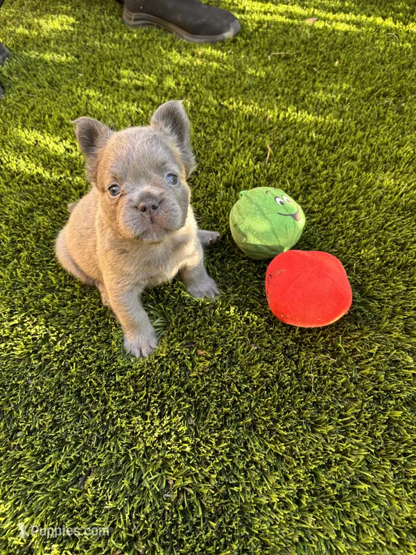 Nehemiah (FLUFFY) ⚜️ – French Bulldog puppy for sale in Fontana, CA