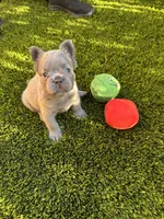 Nehemiah (FLUFFY) ⚜️, a male French Bulldog for sale in Fontana, CA – 1 of 7