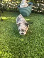 Naomi (Fluffy)⚜️, a female French Bulldog for sale in Fontana, CA – 3 of 7