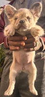 Neavah, a female French Bulldog for sale in Fontana, CA – 2 of 7