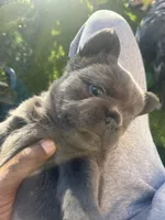 Nicholas (FLUFFY) ⚜️, a male French Bulldog for sale in Fontana, CA – 3 of 8