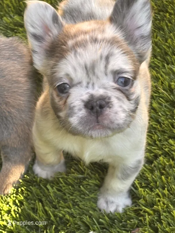 Neavah – French Bulldog puppy for sale in Fontana, CA
