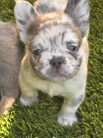 Neavah, a female French Bulldog for sale in Fontana, CA – 2 of 6