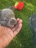 Nehemiah (FLUFFY) ⚜️, a male French Bulldog for sale in Fontana, CA – 6 of 7