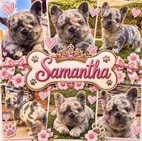 Samantha, a female French Bulldog for sale in Fontana, CA – 1 of 8
