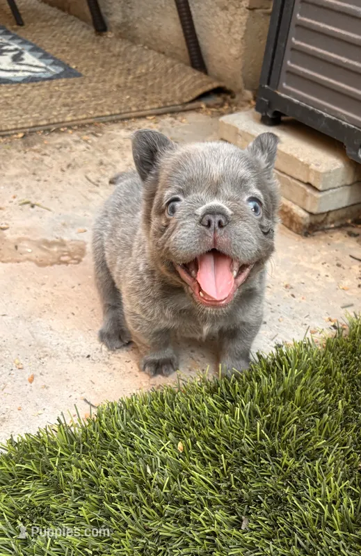 Sabrina – French Bulldog puppy for sale in Fontana, CA