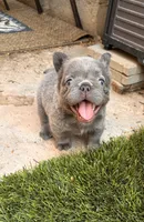 Sabrina, a female French Bulldog for sale in Fontana, CA – 2 of 9