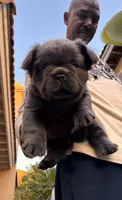 Saul, a male French Bulldog for sale in Fontana, CA – 8 of 10