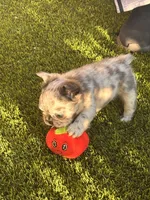 Naomi (Fluffy)⚜️, a female French Bulldog for sale in Fontana, CA – 7 of 7
