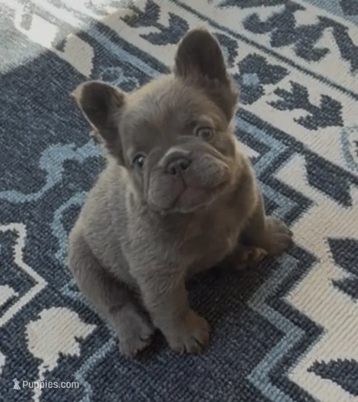 Sabrina – French Bulldog puppy for sale in Fontana, CA