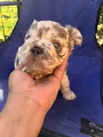 Noah (FLUFFY) ⚜️, a male French Bulldog for sale in Fontana, CA – 2 of 5