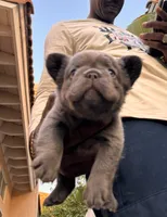 Sabrina, a female French Bulldog for sale in Fontana, CA – 7 of 9