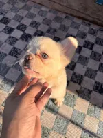 Phoebe (FLUFFY FRENCHIE)🎆, a female French Bulldog for sale in Fontana, CA – Photo 2 of 10