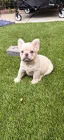 Phoebe🎆, a female French Bulldog for sale in Fontana, CA – Photo 1 of 9