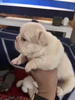 Phoebe🎆, a female French Bulldog for sale in Fontana, CA – Photo 8 of 9