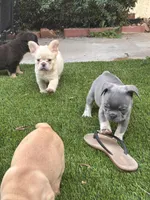 Phoebe🎆, a female French Bulldog for sale in Fontana, CA – Photo 5 of 9