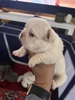 Phoebe🎆, a female French Bulldog for sale in Fontana, CA – Photo 9 of 9