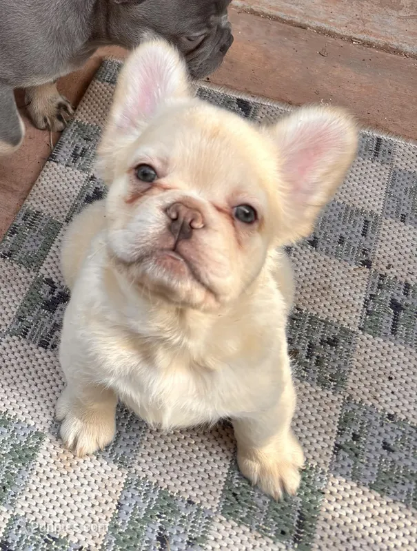 Phoebe (FLUFFY FRENCHIE)🎆